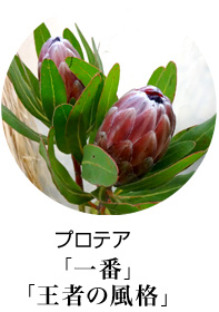 開店祝い　スタンド花　プロテア　花言葉は王者の風格、一番、自由自在