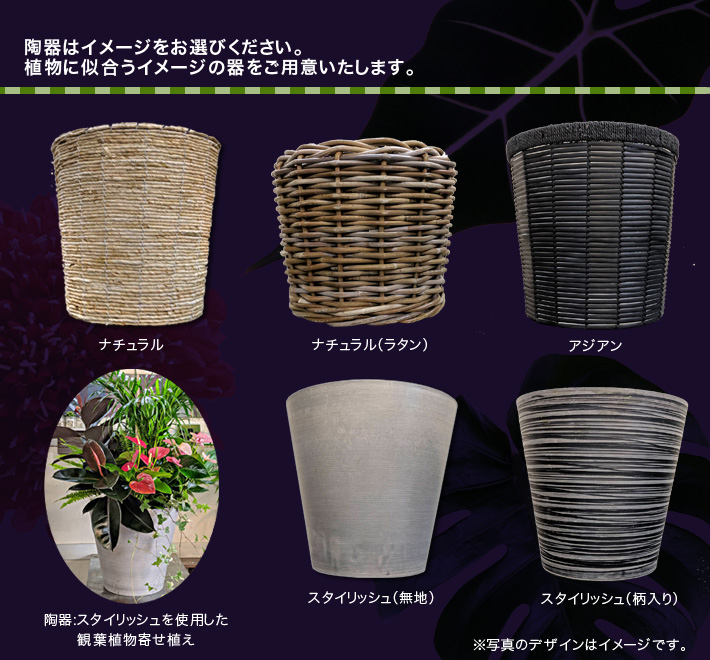 お祝い　観葉植物選べる器