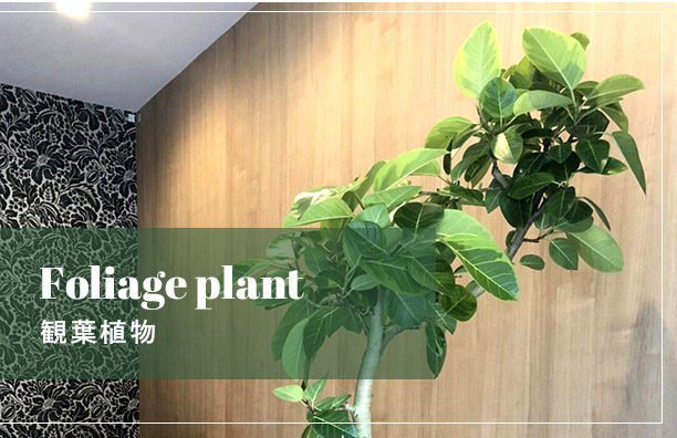 開店祝い　観葉植物