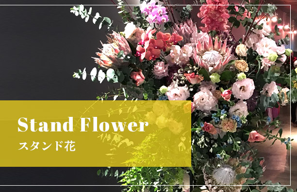 開店祝い　胡蝶蘭