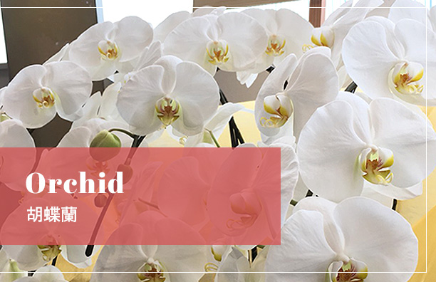 開店祝い　アレンジメント