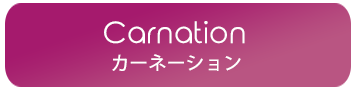 母の日ギフト　カーネーション