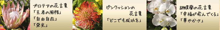 お祝いスタンド花 縁起の良い花言葉　プロテアは王者の風格、一番、ピンクッションの花言葉はどこでも成功を、胡蝶蘭の花言葉は幸福が飛んでくる