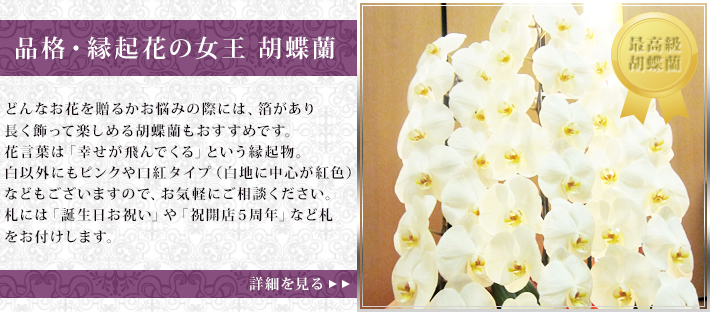 渋谷のオフィス・企業に贈る 胡蝶蘭
