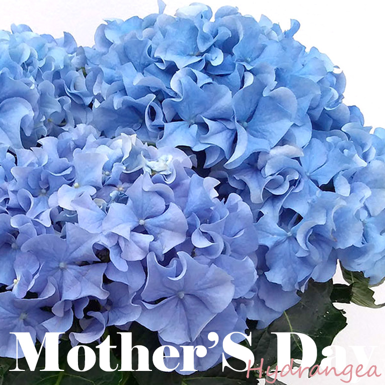 母の日フラワーギフト　あじさいアジサイ