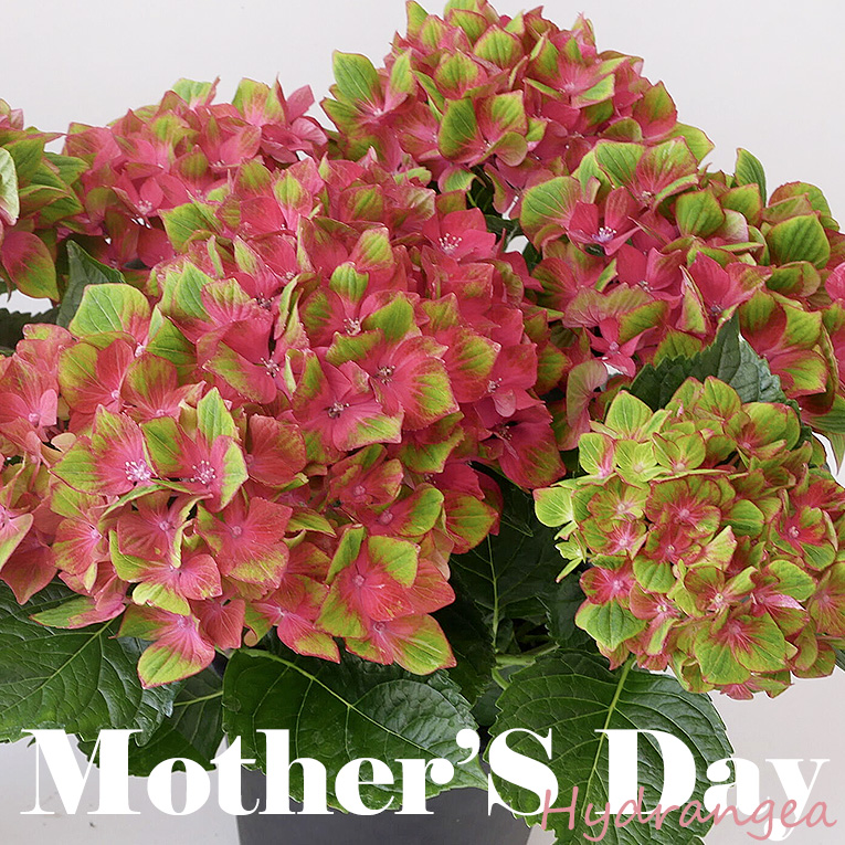 母の日フラワーギフト　紫陽花あじさい