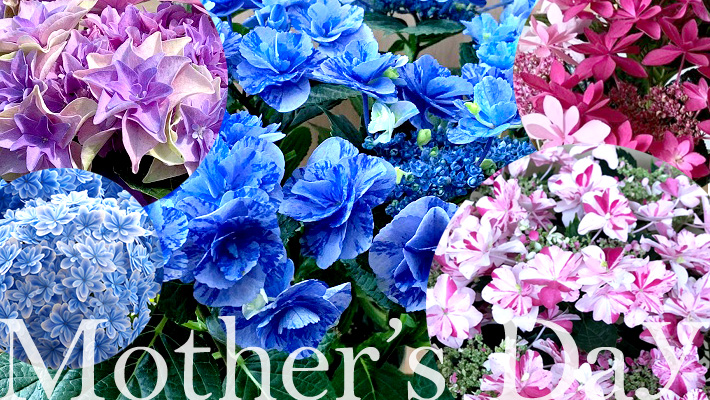 母の日のお花限定 紫陽花 あじさい クイーンオブハート ５寸 二子玉川の花屋 ネイティブフラワーイーダ