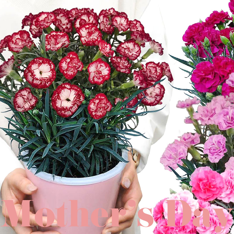 母の日フラワーギフト　カーネーション