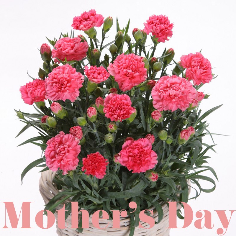 母の日フラワーギフト　カーネーション
