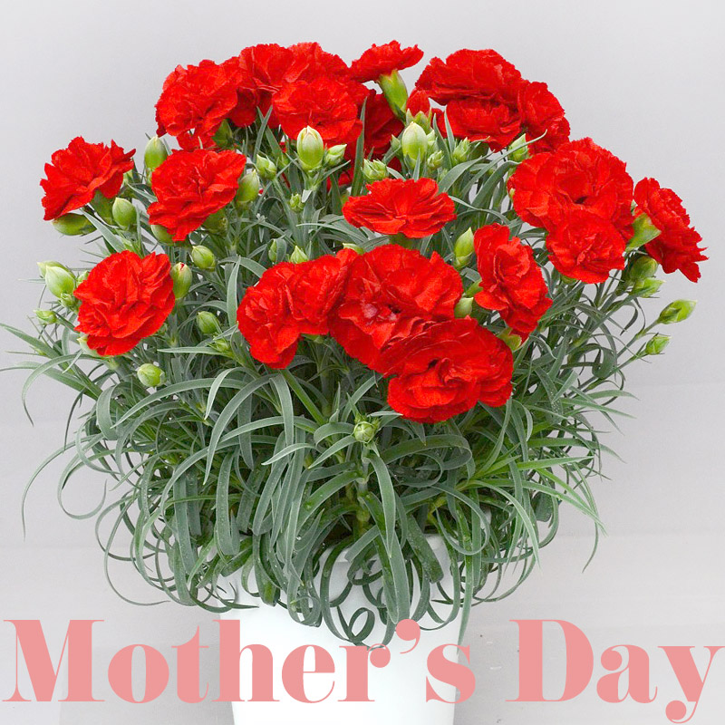 母の日フラワーギフト　カーネーション