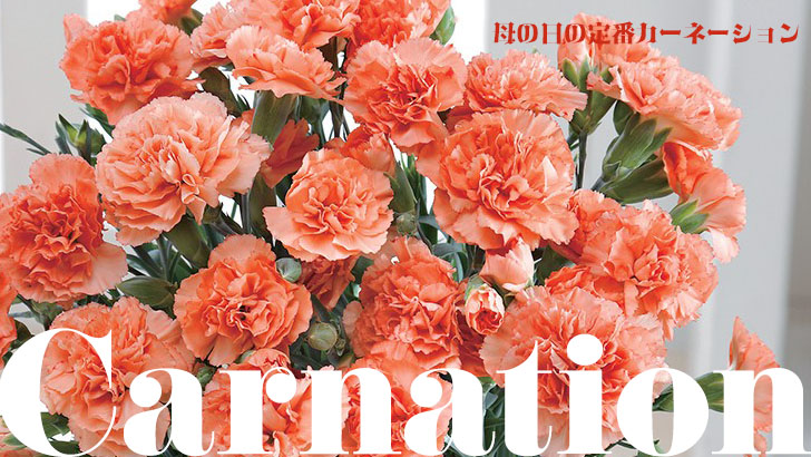 二子玉川花屋　母の日　カーネーション