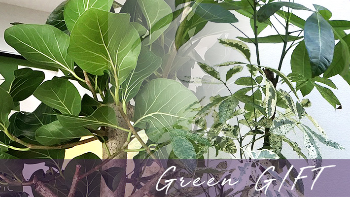 開店祝いに贈る観葉植物　二子玉川の花屋