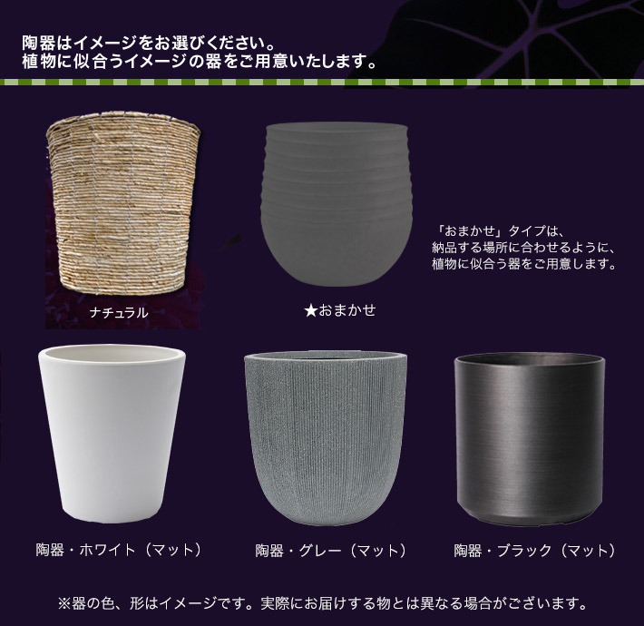 観葉植物　器　ネイティブフラワーイーダ