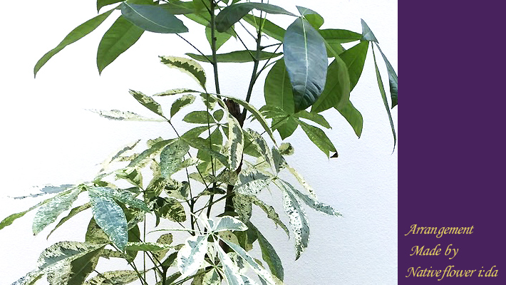 二子玉川の花屋ネイティブフラワーイーダ お祝い　観葉植物パキラ