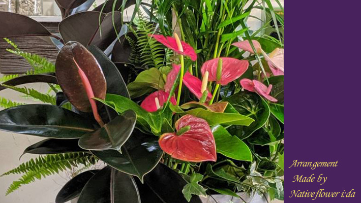 二子玉川の花屋ネイティブフラワーイーダ お祝い　観葉植物寄せ植え