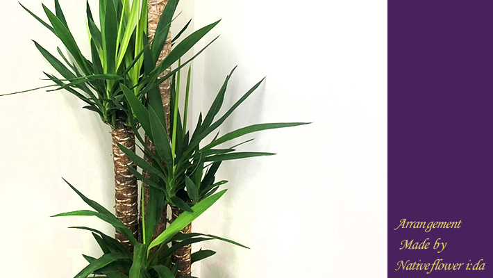 二子玉川の花屋ネイティブフラワーイーダ お祝い　観葉植物