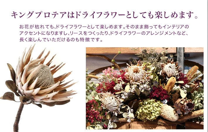 プロテアギフト　ネイティブフラワーイーダ　東京二子玉川の花屋　一番　王者の風格　花言葉