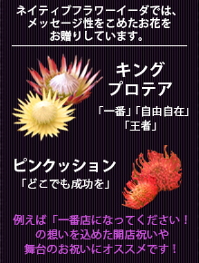 キングプロテア・ピンクッションの花言葉