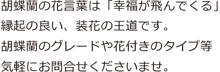 オフィス　店舗　生け込み花　レンタル胡蝶蘭についてはお気軽にお問合せください