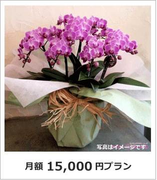 オフィス　店舗　生け込み花　レンタル胡蝶蘭　東京　15000円プラン