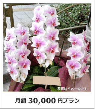 オフィス　店舗　生け込み花　レンタル　胡蝶蘭　東京　30000円プラン