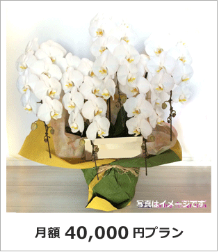 オフィス　店舗　生け込み花　レンタル胡蝶蘭　東京　40000円プラン